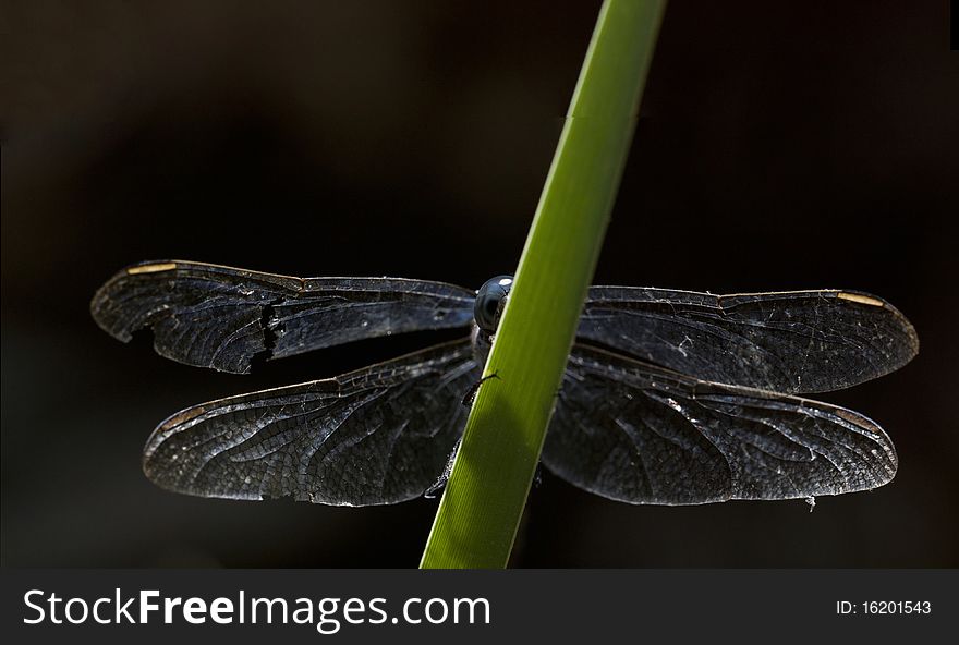 Close up view of a keeled skimmer dragonfly hidding on a leaf.