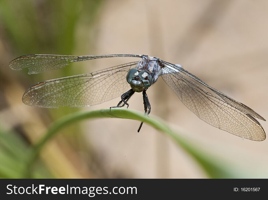 Keeled skimmer dragonfly