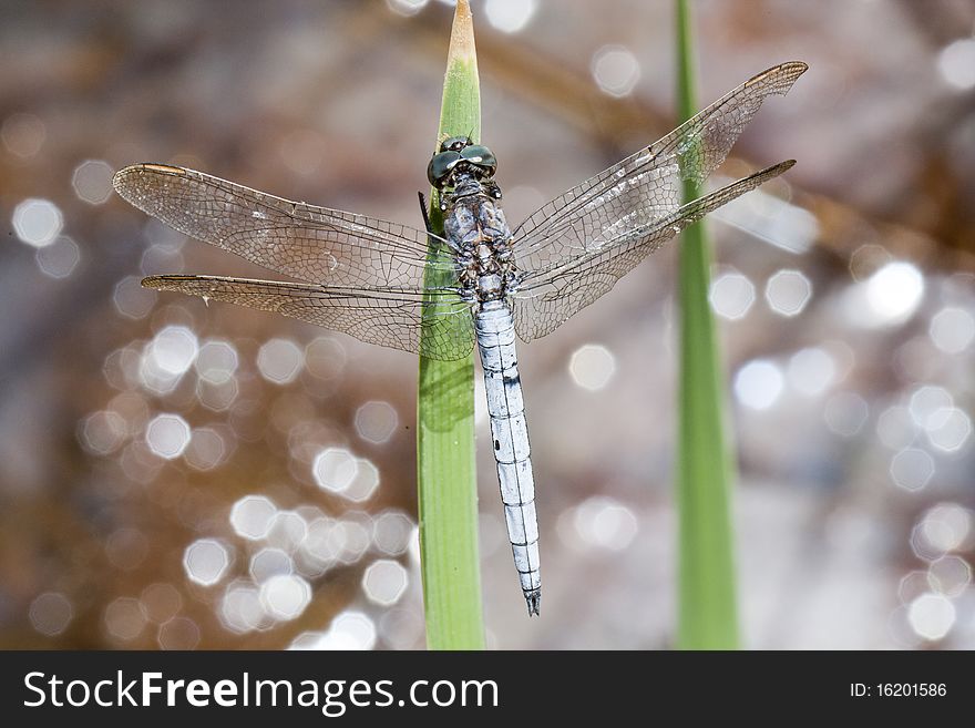 Keeled skimmer dragonfly