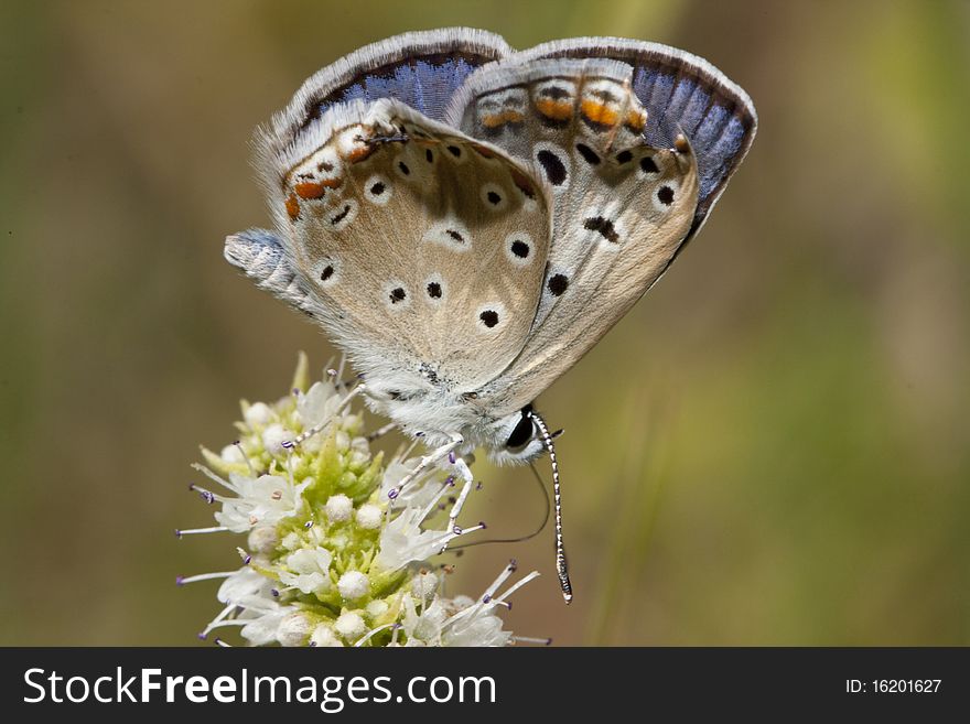 Common Blue Butterfly