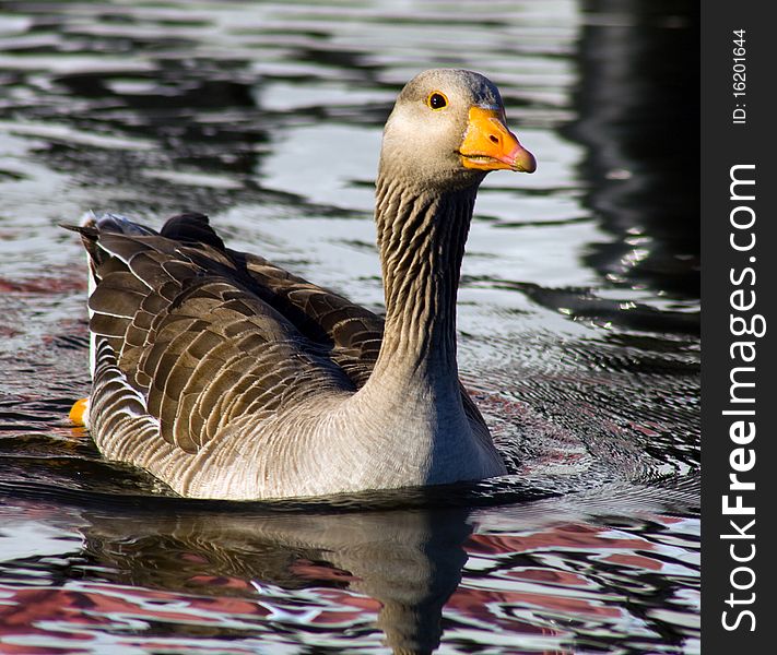 A goose on the Norfolk Broads in summer