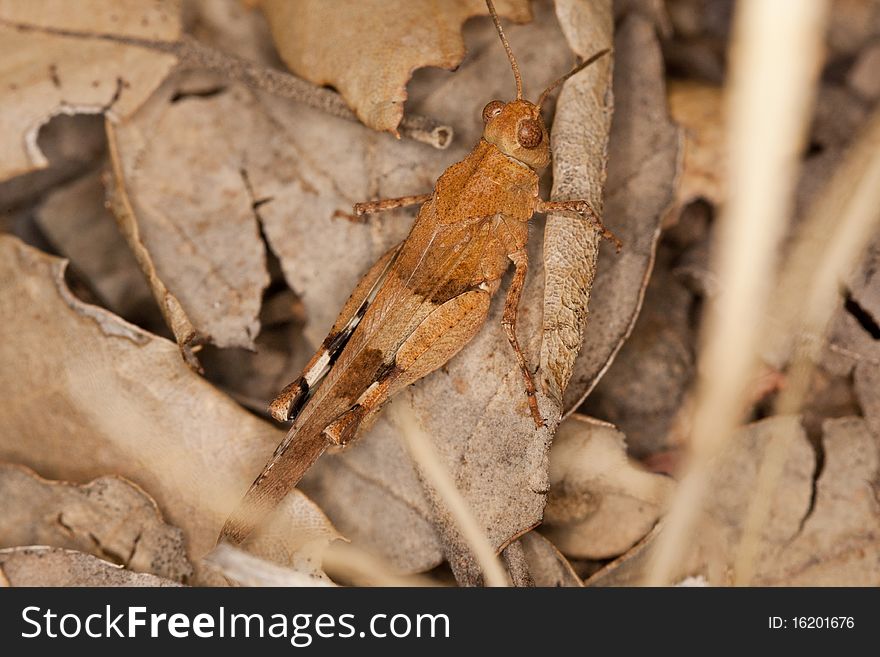 Close up view of a blue-winged grasshopper on a bunch of leafs.