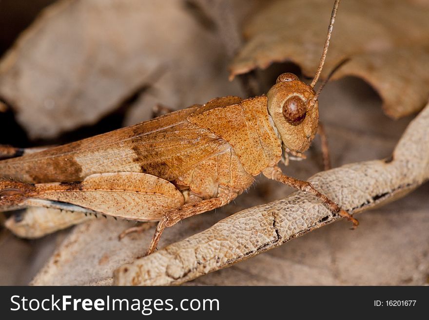 Close up view of a blue-winged grasshopper on a bunch of leafs.