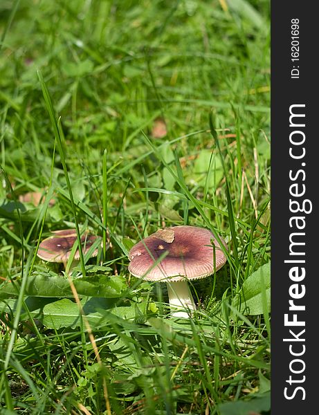 Red russule mushrooms in the grass