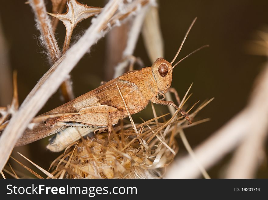 Close up view of a blue-winged grasshopper on a dry plant.