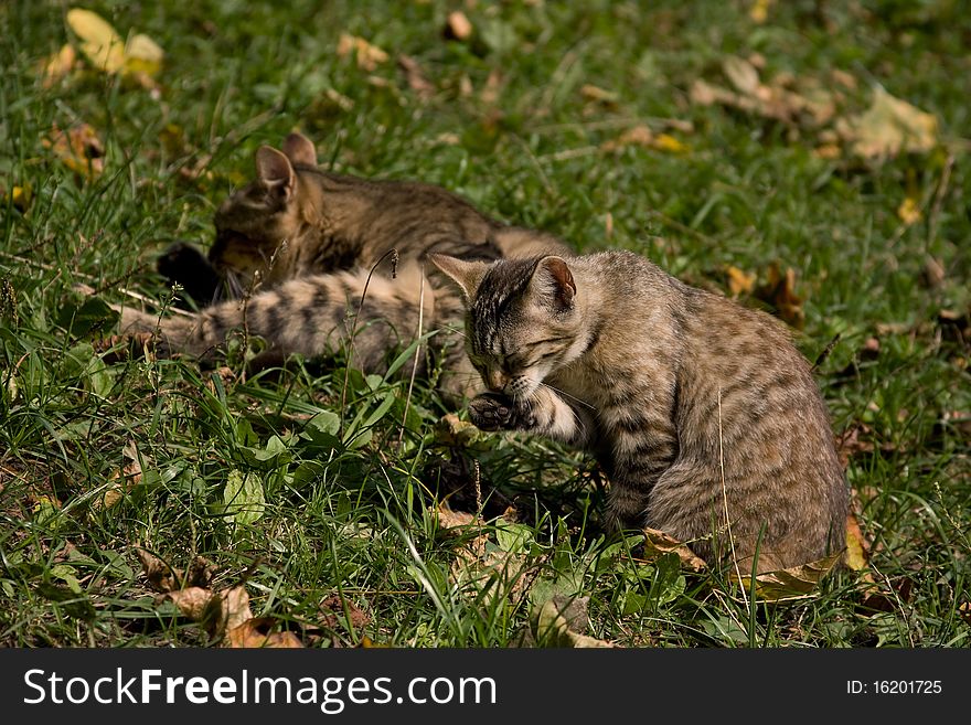 Two cats in the grass