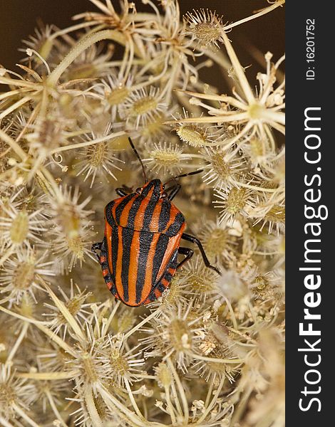 Close up view of a striped red and black shield bug on a dry plant. Close up view of a striped red and black shield bug on a dry plant.