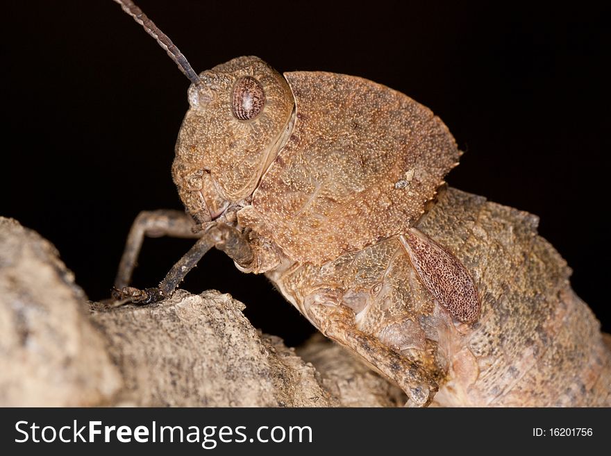 Close up view of a toad grasshopper on a piece of wood.