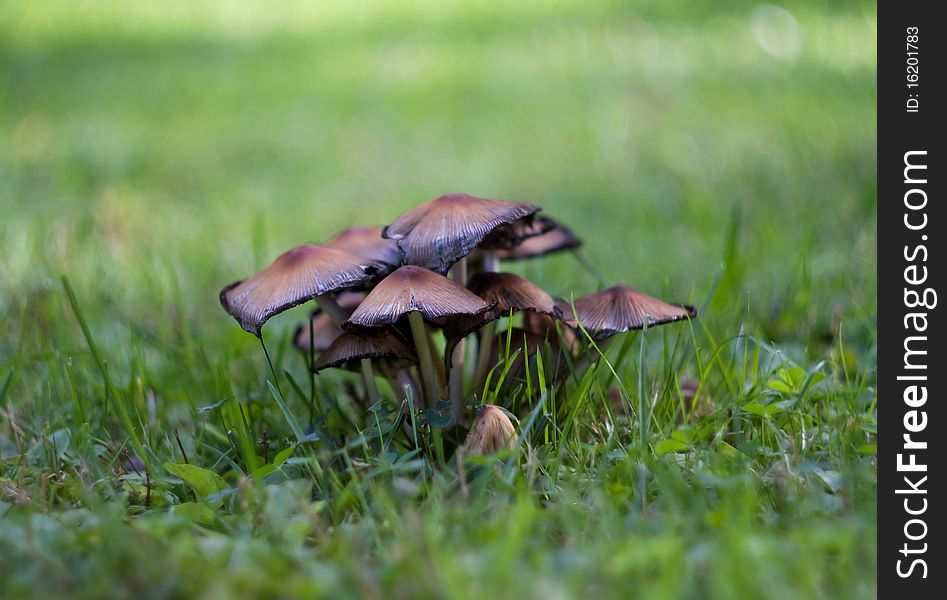 Small mushrooms in the grass
