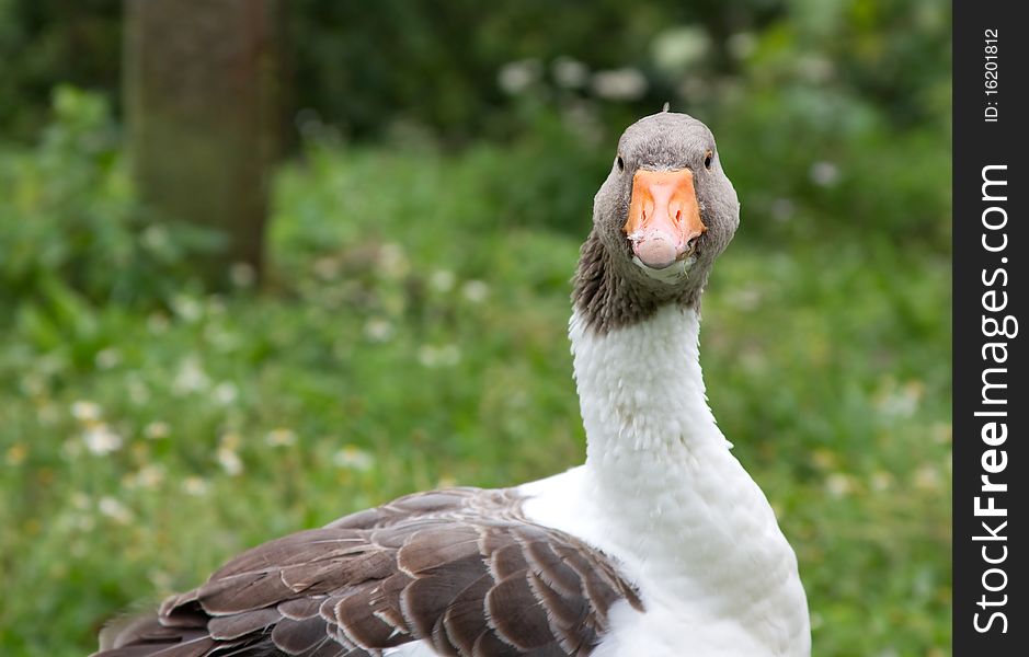 Goose head on the green grass background