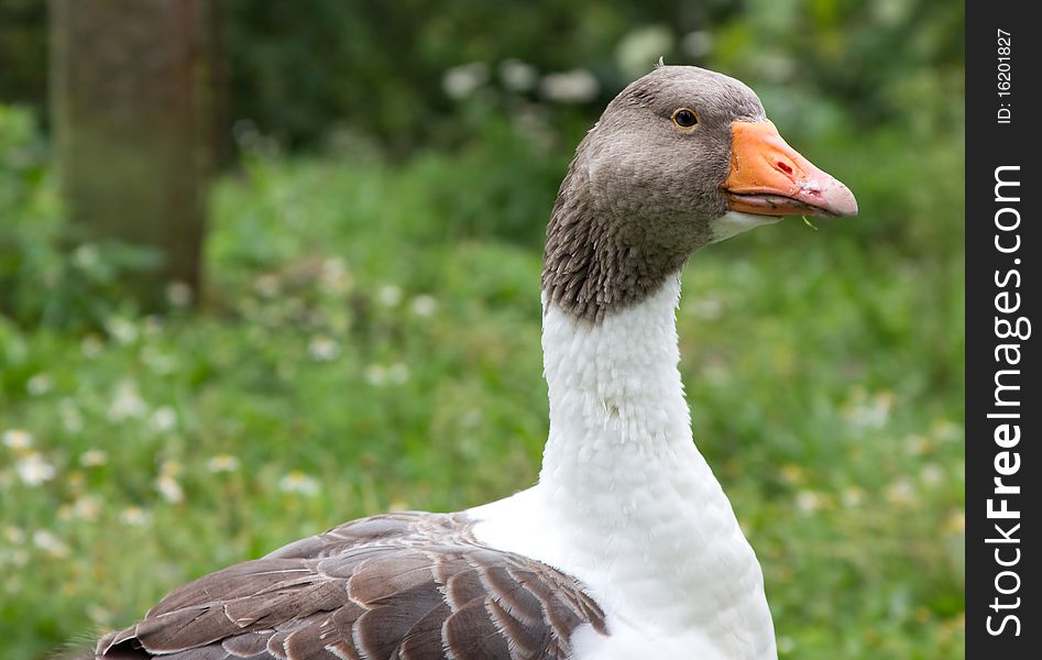 Goose head on the green grass background