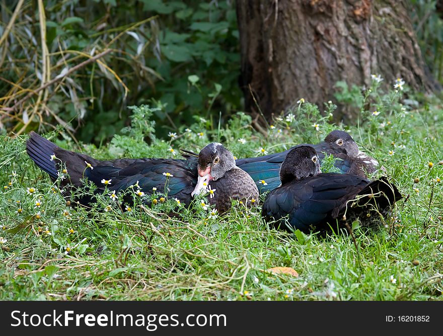 Three black free range ducks