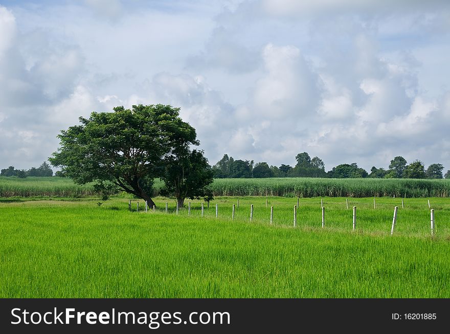 Rice paddy field in Korat, northeast Thailand, with sugar cane fields in the background. Rice paddy field in Korat, northeast Thailand, with sugar cane fields in the background.