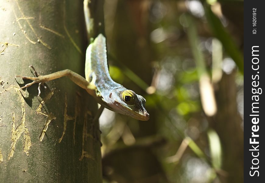 Green lizard hunting on tree caribbean rain forest