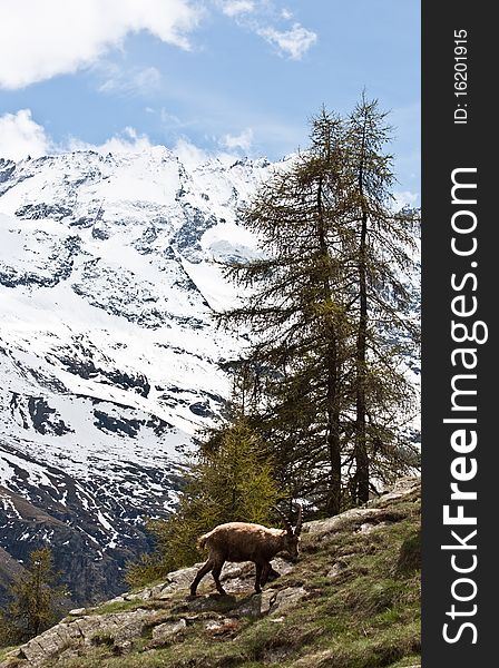 Capra Ibex - Italian Alps
