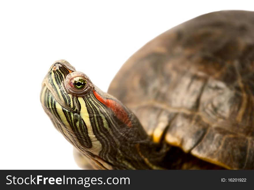 Red-eared slider isolated on a white background. Red-eared slider isolated on a white background.