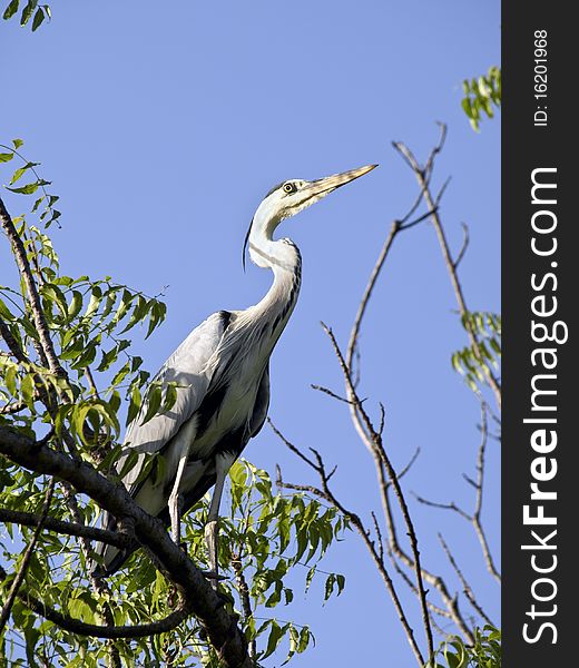 Grey african heron bird hunting in tree. Grey african heron bird hunting in tree