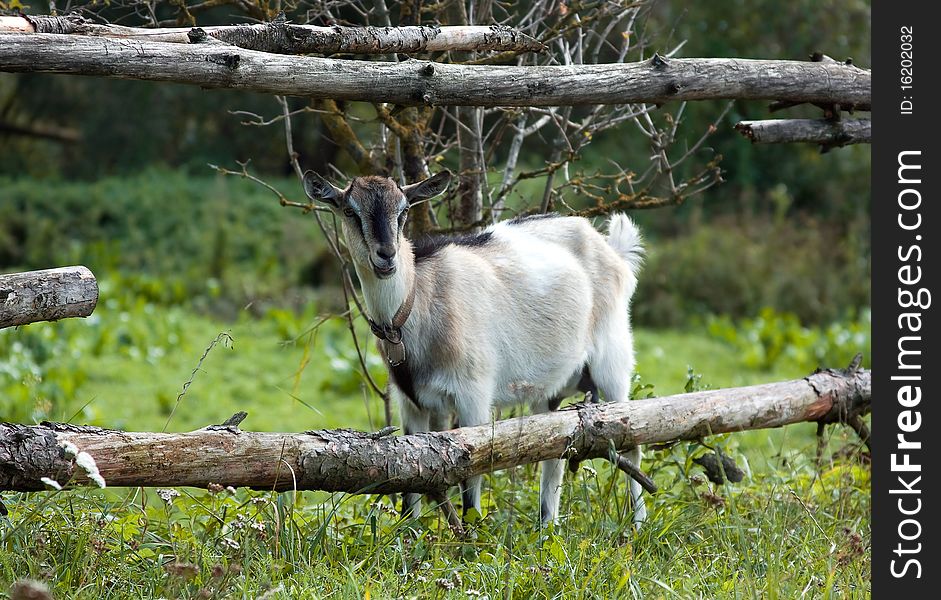 Young goat on the pasture