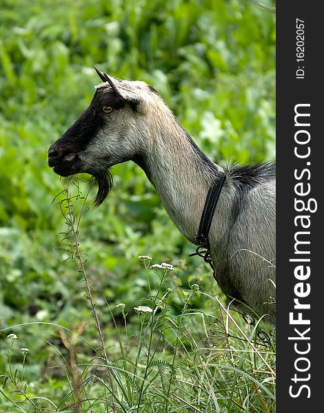 Goat on the pasture, head close-up