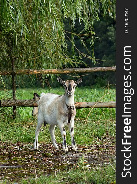 Young goat on the pasture