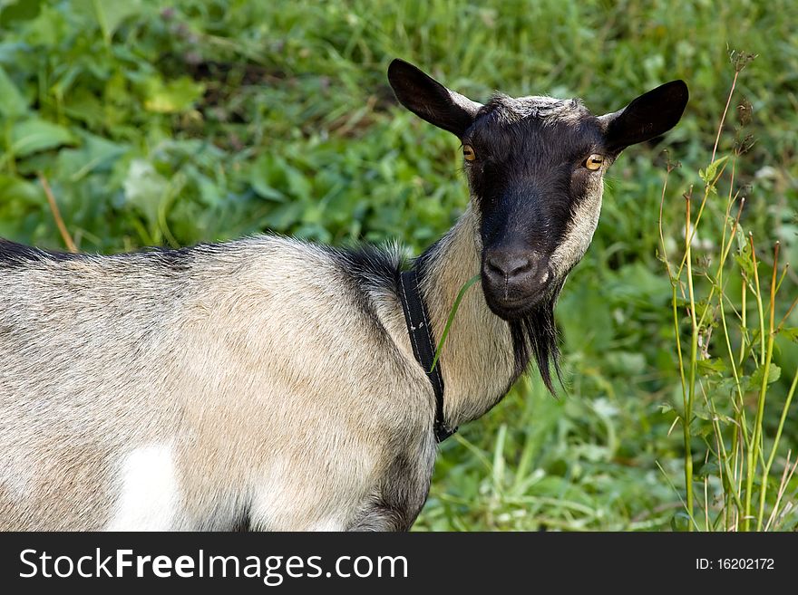 Goat on the pasture, green grass