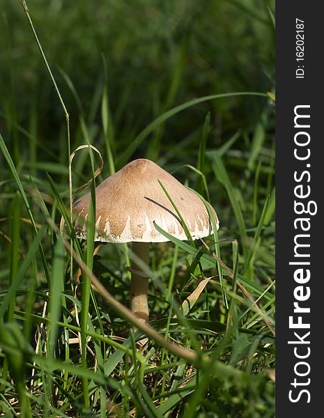 Mushroom in the green grass