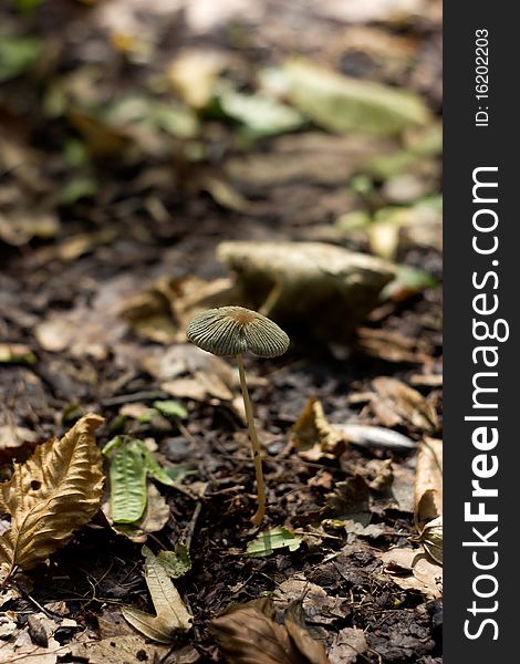 Small mushroom in the forest