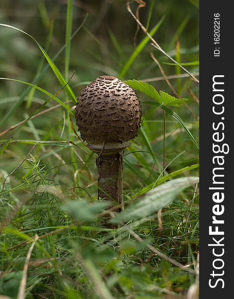 Mushroom in the green grass