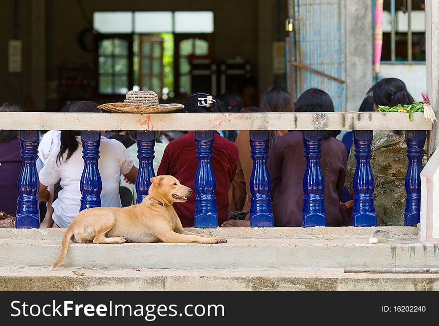 Dog At Buddhist Temple In Thailand