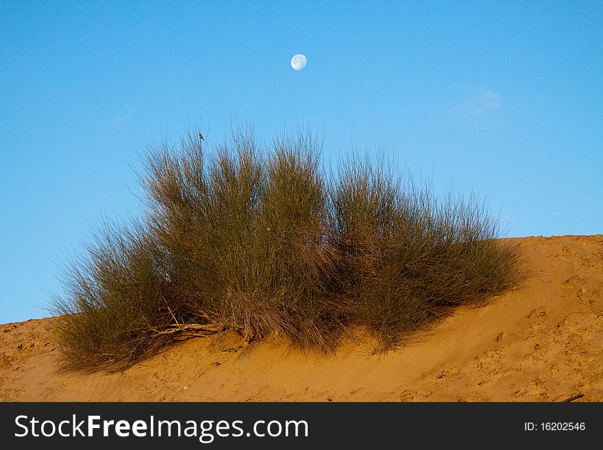 Morning in the desert near Dubai, UAE. Almost full moon still showing in the blue sky over the sand and bushes. Morning in the desert near Dubai, UAE. Almost full moon still showing in the blue sky over the sand and bushes.