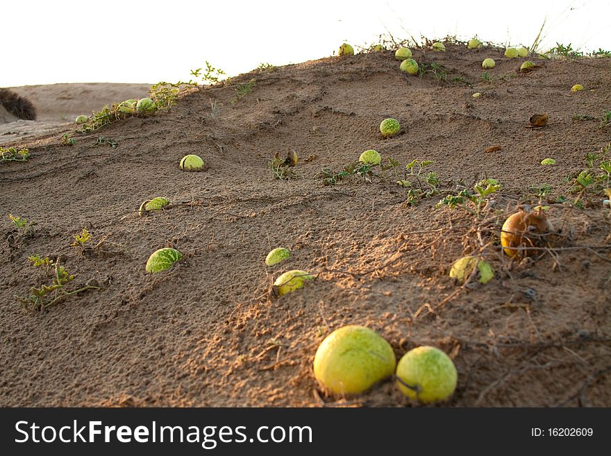 These melons are found growing in the desert near Dubai and Al Ain, United Arab Emirates. These melons are found growing in the desert near Dubai and Al Ain, United Arab Emirates.