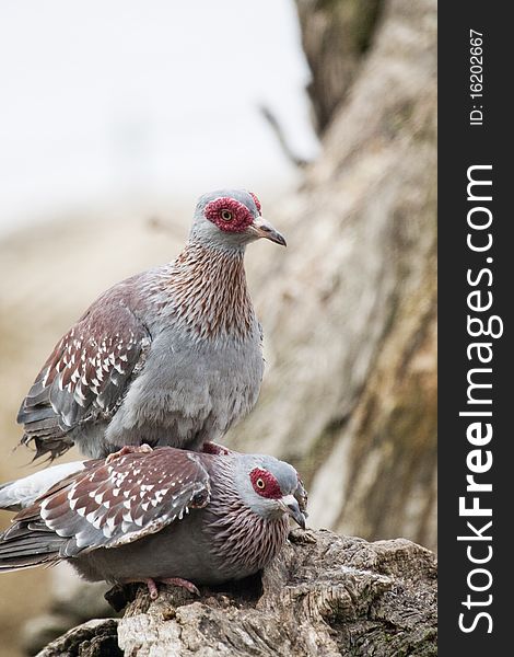 Close view of two Speckled Pigeons on top of each other.