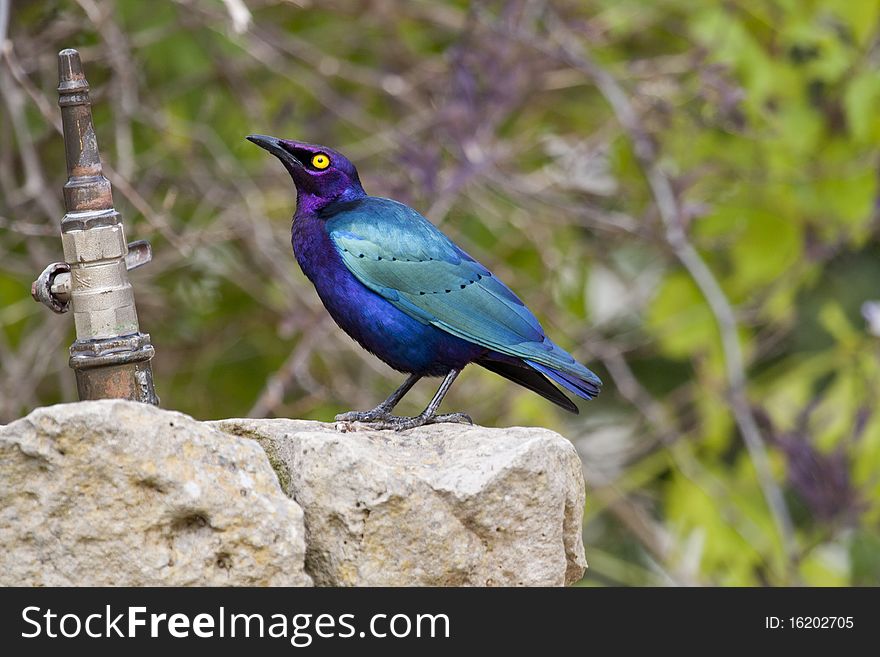 View of a beautiful Purple Glossy-starling bird next to a drinking fountain.