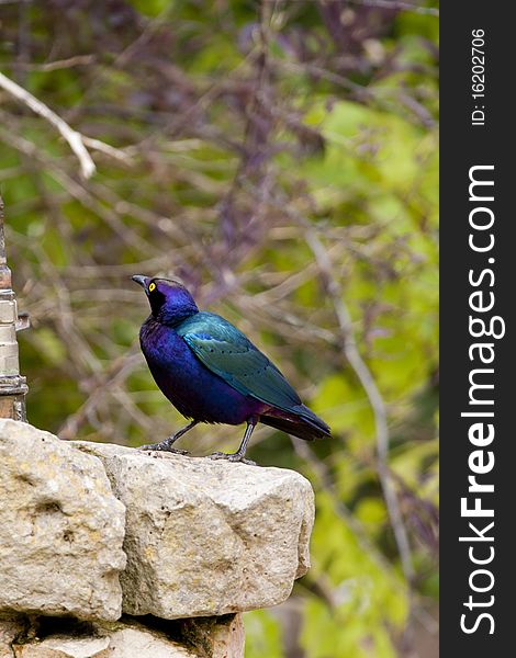 View of a beautiful Purple Glossy-starling bird next to a drinking fountain.