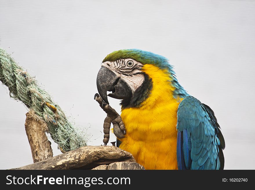 Close view of a beautiful blue-and-yellow macaw checking its paw.