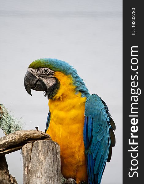 Close view of a beautiful blue-and-yellow macaw in captivity.