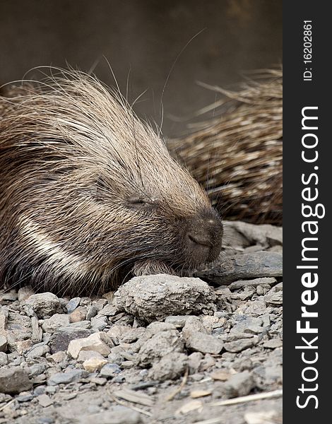 Close view of a Cape porcupine on captivity.