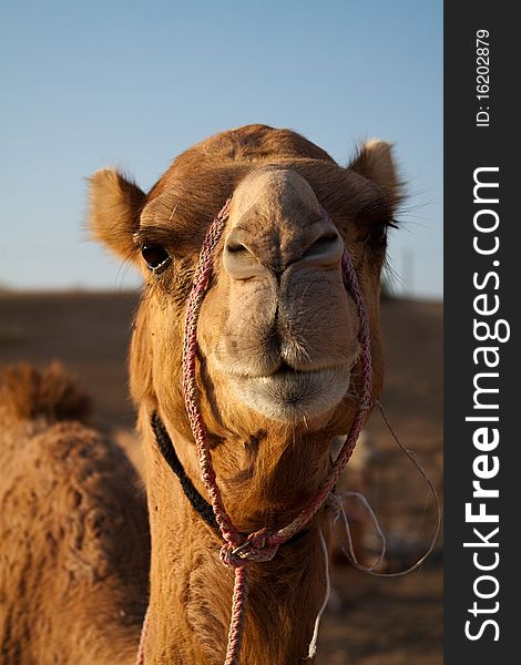 Camel in a desert farm near Dubai and Al Ain, United Arab Emirates. Camel in a desert farm near Dubai and Al Ain, United Arab Emirates.