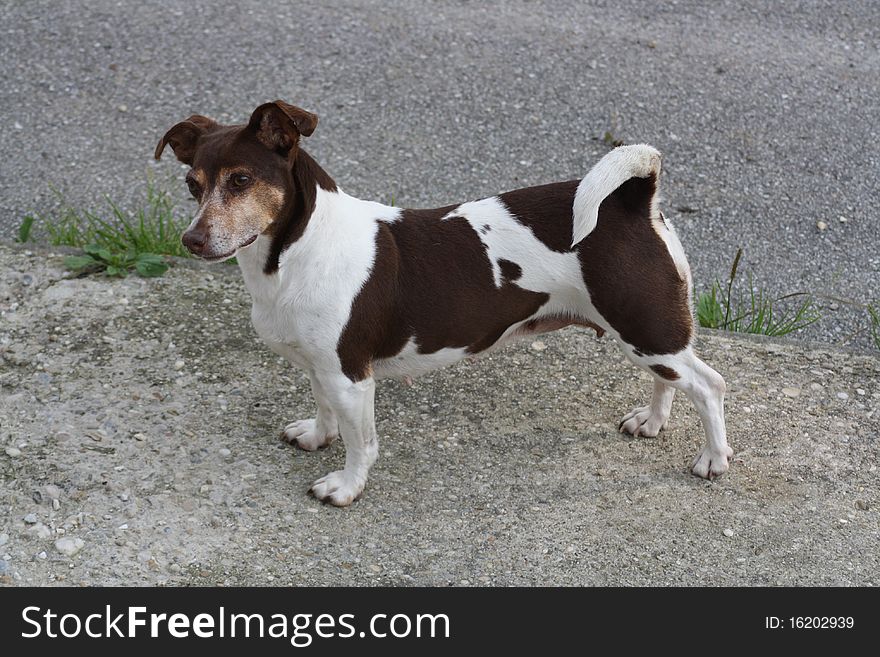 Jack Russell Terrier on the street