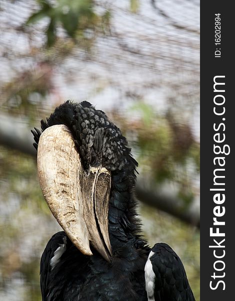 Close view of a Trumpeter Hornbill on captivity.