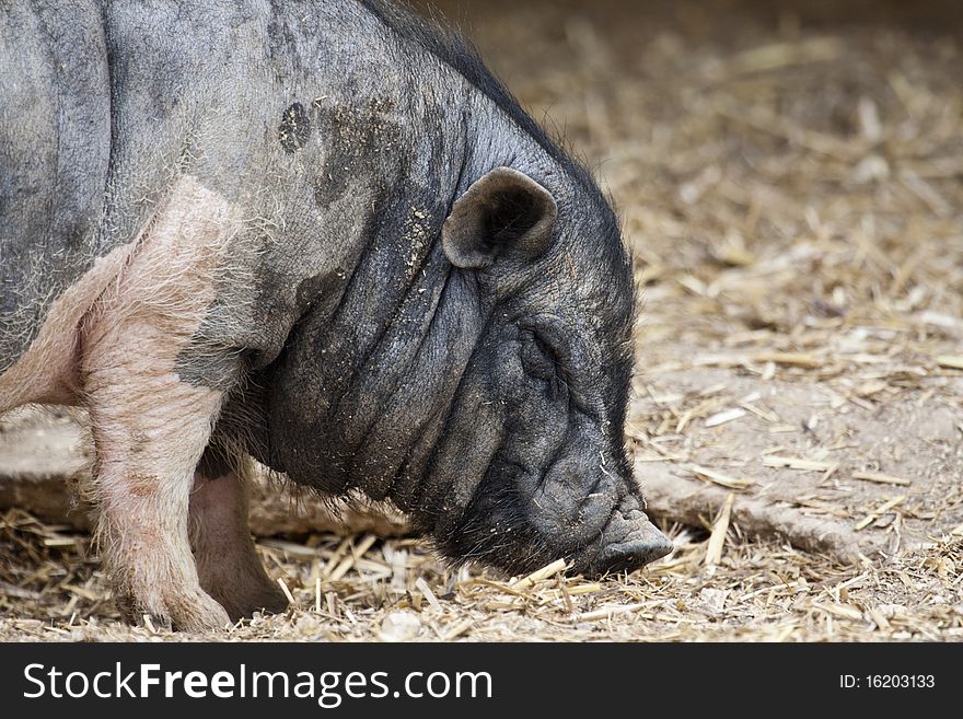 Close view of a very fat black pig eating some dry vegetation.
