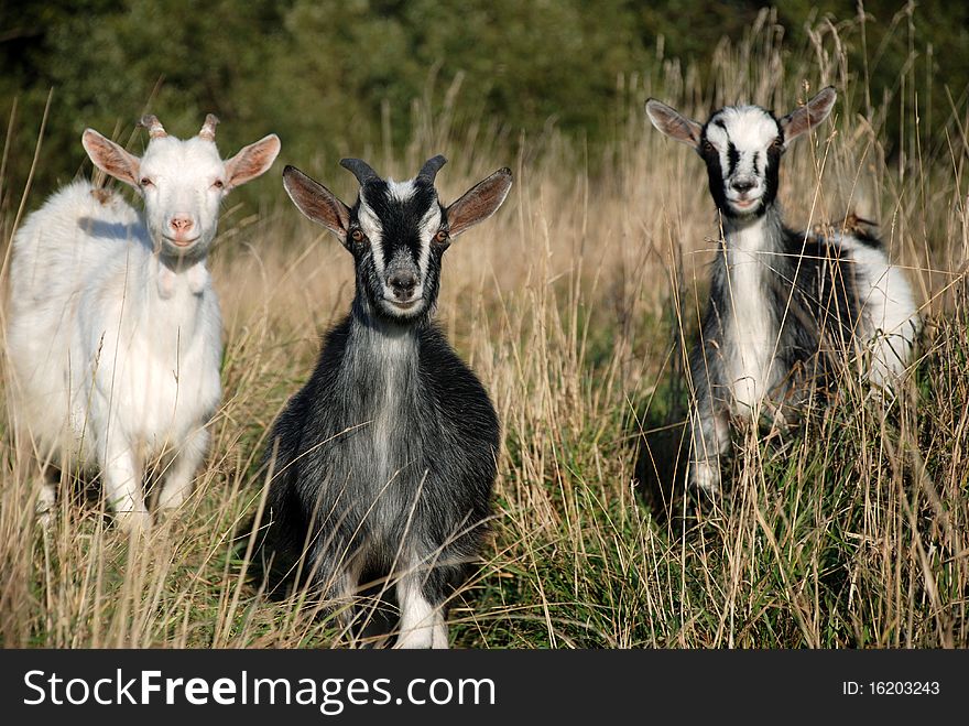 Three little kid on a green meadow in the village. Three little kid on a green meadow in the village