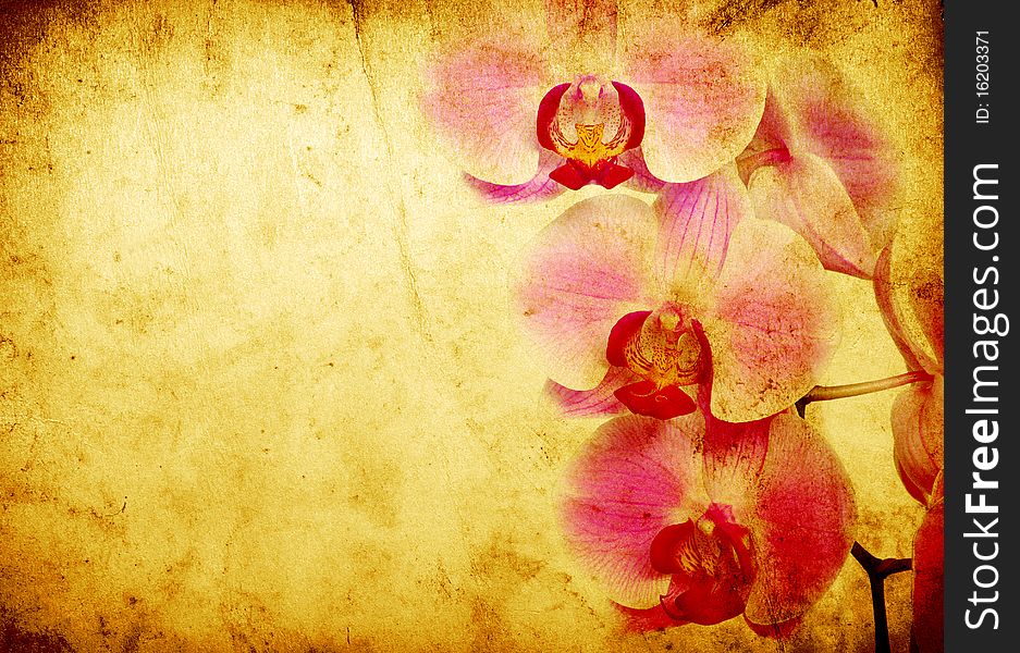 Pink orchid isolated on a grunge background