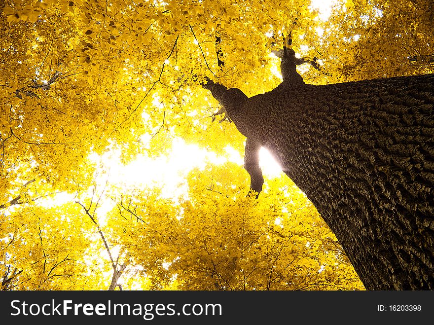 Autumn leaves background in sunny day