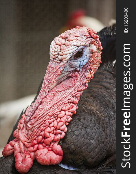 Close up view of the head of turkey. Close up view of the head of turkey.