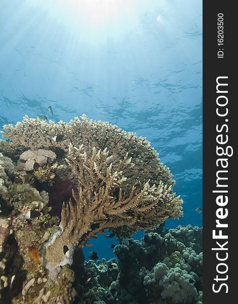A pristine tropical Table coral (acropora pharaonis) reef. Near Garden, Sharm el Sheikh, Red Sea, Egypt. A pristine tropical Table coral (acropora pharaonis) reef. Near Garden, Sharm el Sheikh, Red Sea, Egypt.
