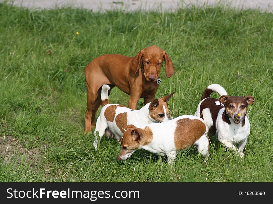 Magyar Vizsla puppy in the garden with jackies. Magyar Vizsla puppy in the garden with jackies