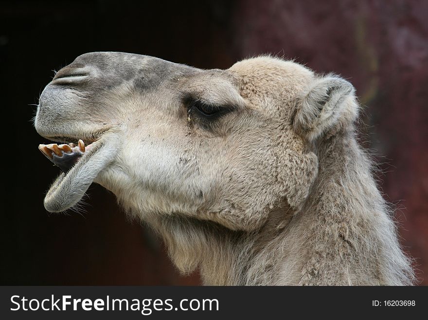 Head of a camel closeup