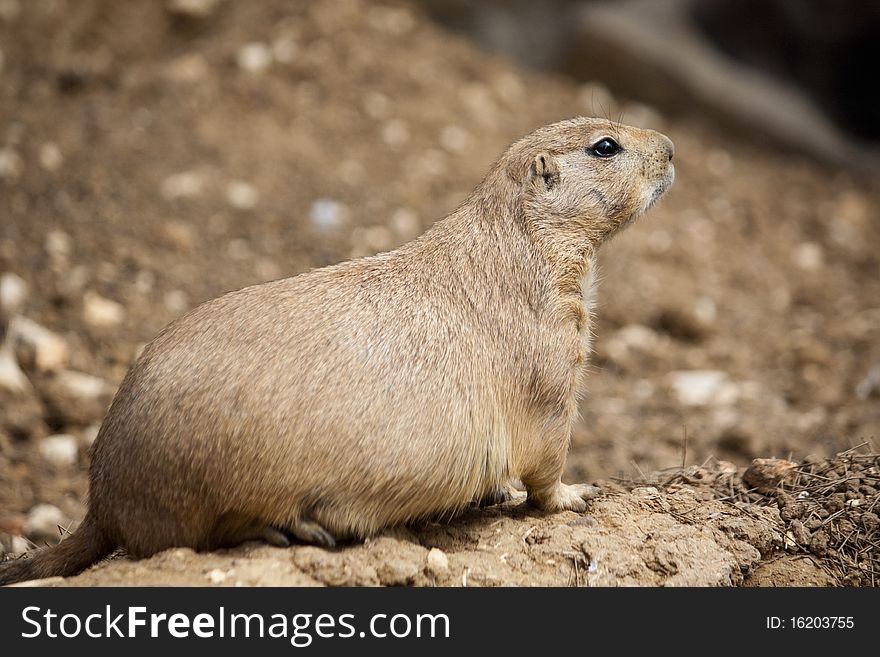 Close up view of a prairie dog on the zoo.