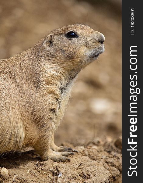 Close up view of a prairie dog on the zoo.